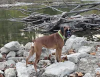 Toby, on hold, a male Boxer for sale in Modesto, CA – 10 of 10