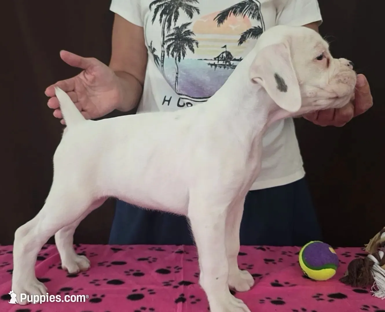 Lexi, a female Boxer for sale in Modesto, CA – 2 of 6