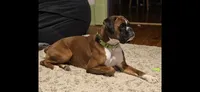 Toby, on hold, a male Boxer for sale in Modesto, CA – 9 of 10