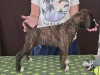 Oscar, a male Boxer for sale in Modesto, CA – 2 of 10