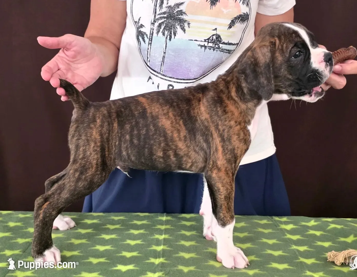 Toby, a male Boxer for sale in Modesto, CA – 2 of 10