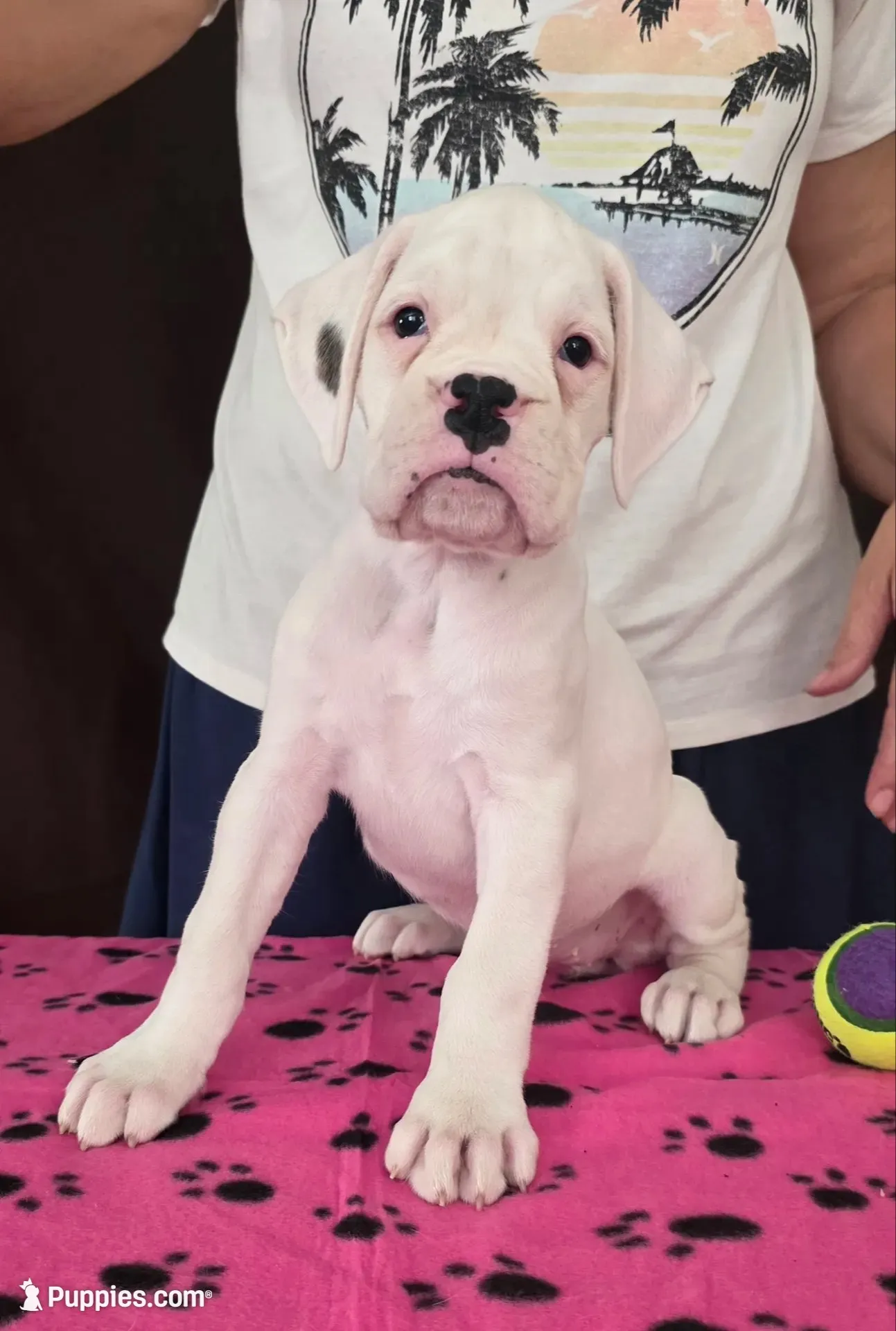 Lexi, a female Boxer for sale in Modesto, CA – 3 of 6