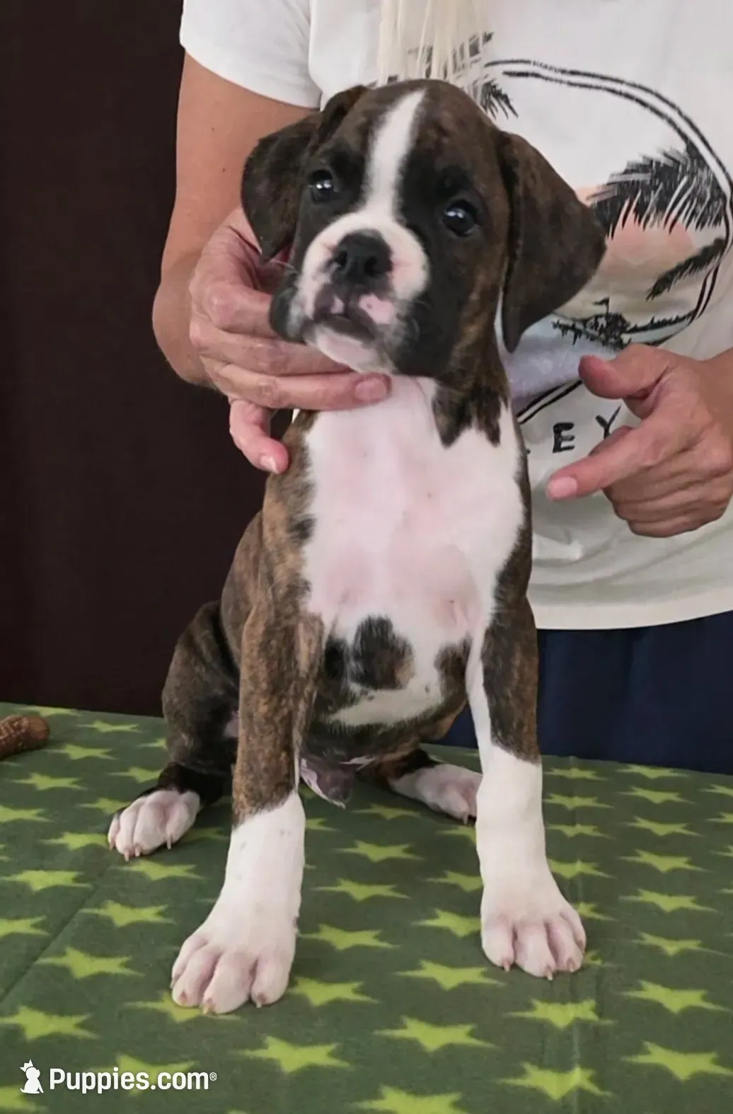 Toby, a male Boxer for sale in Modesto, CA – 3 of 10