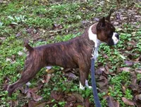 Toby, on hold, a male Boxer for sale in Modesto, CA – 7 of 10