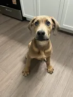 maple , a female Great Dane and Cane Corso for sale in Indianapolis, IN – 6 of 9