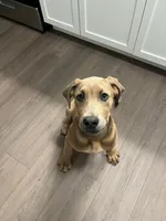 maple , a female Great Dane and Cane Corso for sale in Indianapolis, IN – 7 of 9