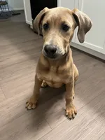 maple , a female Great Dane and Cane Corso for sale in Indianapolis, IN – 5 of 9