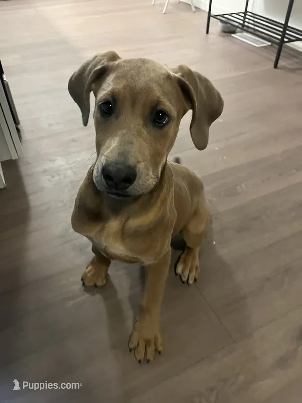 maple  – Great Dane, Cane Corso puppy for sale in Indianapolis, IN