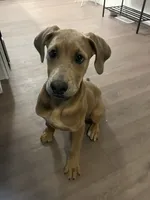 maple , a female Great Dane and Cane Corso for sale in Indianapolis, IN – 1 of 9