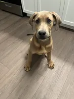 maple , a female Great Dane and Cane Corso for sale in Indianapolis, IN – 2 of 9