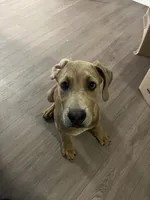 maple , a female Great Dane and Cane Corso for sale in Indianapolis, IN – 8 of 9