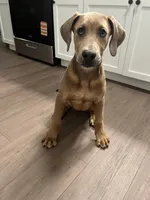 maple , a female Great Dane and Cane Corso for sale in Indianapolis, IN – 3 of 9