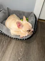 Ace, a male French Bulldog for sale in Lebanon, PA – 3 of 9