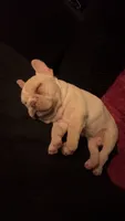 Ace, a male French Bulldog for sale in Lebanon, PA – 5 of 9