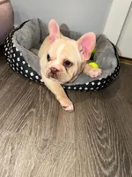 Ace, a male French Bulldog for sale in Lebanon, PA – 4 of 9