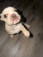 Ace, a male French Bulldog for sale in Lebanon, PA – 2 of 9