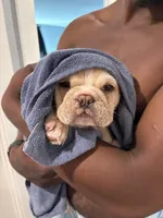 Ace, a male French Bulldog for sale in Lebanon, PA – 6 of 9