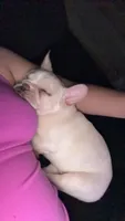 Ace, a male French Bulldog for sale in Lebanon, PA – 1 of 9