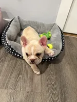Ace, a male French Bulldog for sale in Lebanon, PA – 7 of 9