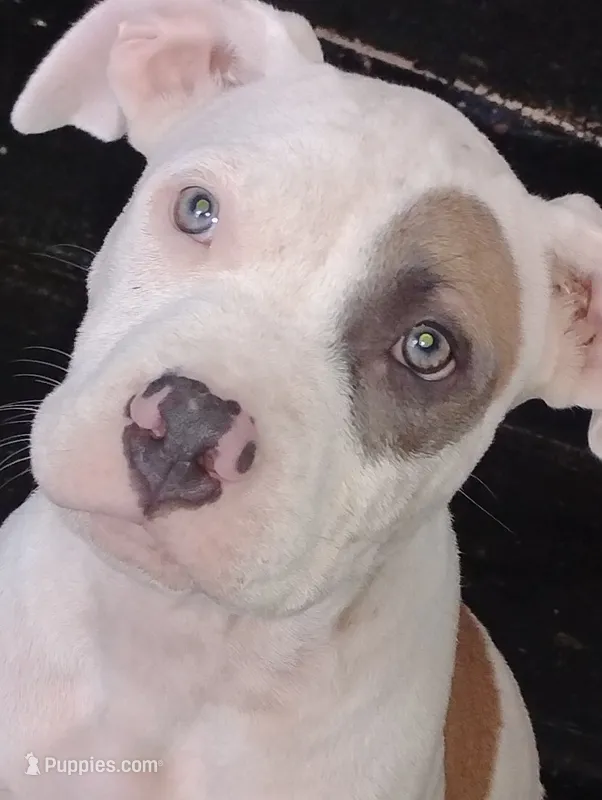 King – American Pit Bull Terrier puppy for sale in Little Rock, AR