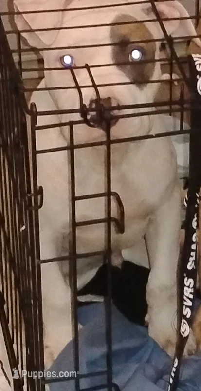 King – American Bully puppy for sale in Little Rock, AR