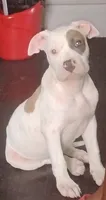 King, a male American Pit Bull Terrier for sale in Little Rock, AR – 4 of 4