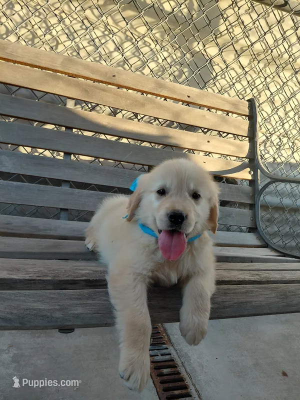 Dug – English Cream Golden Retriever puppy for sale in Selma, CA