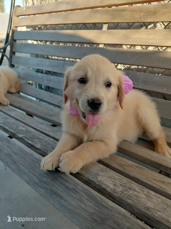 Darla – English Cream Golden Retriever puppy for sale in Selma, CA