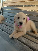 Darla, a female English Cream Golden Retriever for sale in Selma, CA – 1 of 1