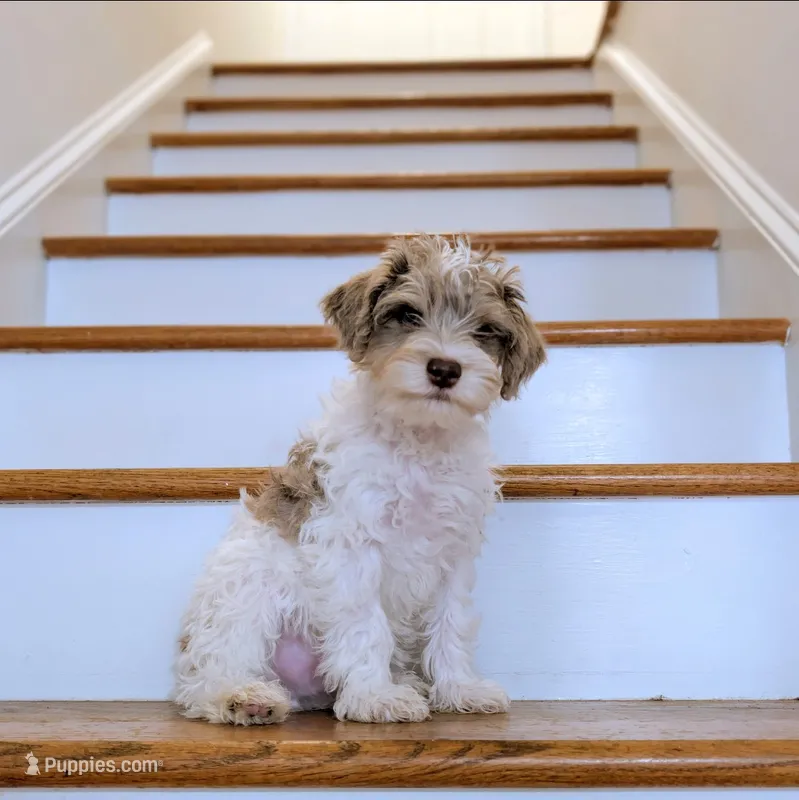 Daz – Schnoodle puppy for sale in Columbia, SC