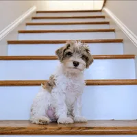 Daz: Miniature Schnoodle - (Reduced from 1500), a male Schnoodle for sale in Columbia, SC – 1 of 10