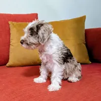 Choco: Miniature Schnoodle - (Reduced from 1500), a female Schnoodle for sale in Columbia, SC – 4 of 10