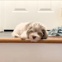 Daz: Miniature Schnoodle - (Reduced from 1500), a male Schnoodle for sale in Columbia, SC – 3 of 10