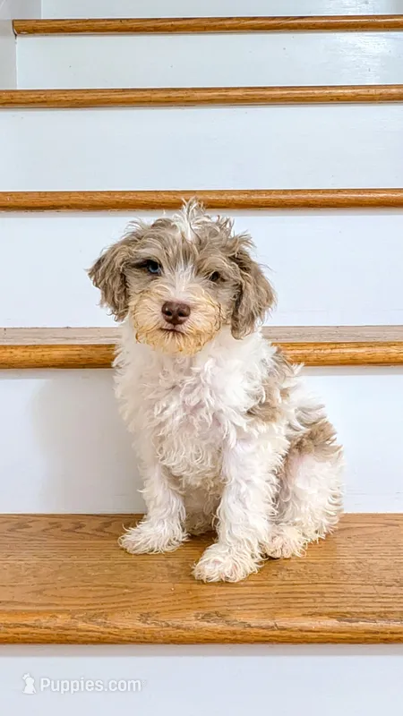 Daz – Schnoodle puppy for sale in Columbia, SC