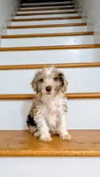 Choco, a female Schnoodle for sale in Columbia, SC – 8 of 9