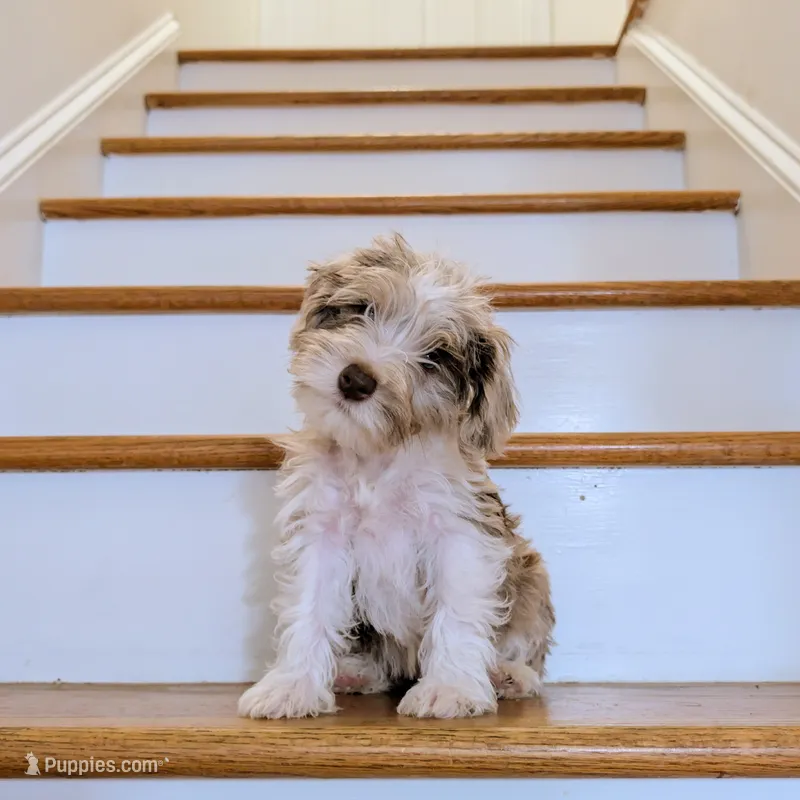 Choco: Miniature Schnoodle - (Reduced from 1500) – Schnoodle puppy for sale in Columbia, SC
