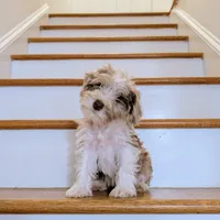 Choco: Miniature Schnoodle - (Reduced from 1500), a female Schnoodle for sale in Columbia, SC – 3 of 10