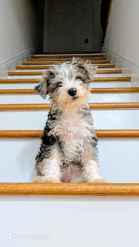 Dove – Schnoodle puppy on hold in Columbia, SC