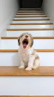 Daz: Miniature Schnoodle - (Reduced from 1500), a male Schnoodle for sale in Columbia, SC – 6 of 10