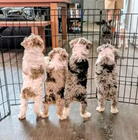 Daz: Miniature Schnoodle - (Reduced from 1500), a male Schnoodle for sale in Columbia, SC – 4 of 10