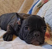 Buster , a male French Bulldog for sale in Caulfield, MO – Photo 2 of 5