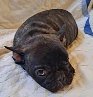 Buster , a male French Bulldog for sale in Caulfield, MO – Photo 3 of 5