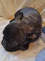 Buster , a male French Bulldog for sale in Caulfield, MO – Photo 1 of 5