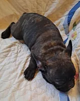 Buster , a male French Bulldog for sale in Caulfield, MO – Photo 4 of 5