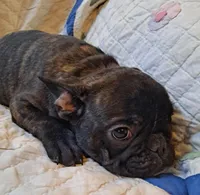 Buster , a male French Bulldog for sale in Caulfield, MO – Photo 5 of 5