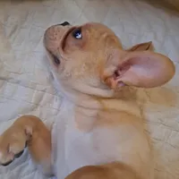 Benny, a male French Bulldog for sale in Caulfield, MO – Photo 2 of 6