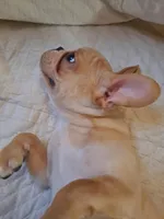 Benny, a male French Bulldog for sale in Caulfield, MO – Photo 2 of 6