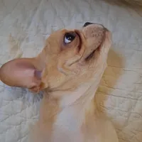 Benny, a male French Bulldog for sale in Caulfield, MO – Photo 4 of 6