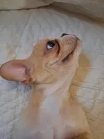 Benny, a male French Bulldog for sale in Caulfield, MO – Photo 4 of 6