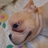 Benny, a male French Bulldog for sale in Caulfield, MO – Photo 5 of 6